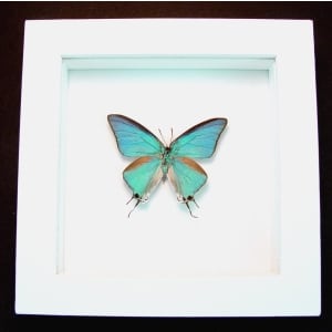 Pseudolycaena marsyas Cambridge Blue Framed Butterfly Vibrant White Display