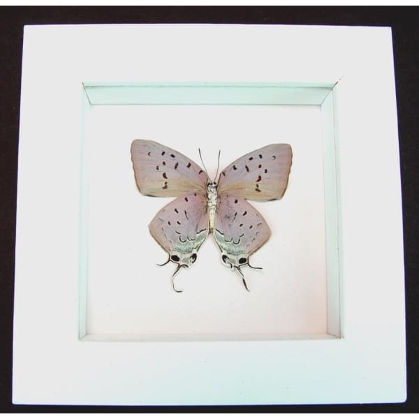 Pseudolycaena marsyas verso Lavender Butterfly Vibrant White Display