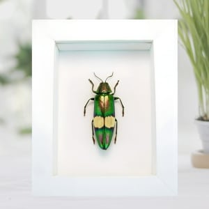 Metallic Jewel Beetle Chrysochroa saundersii Framed Taxidermy Vibrant White Display