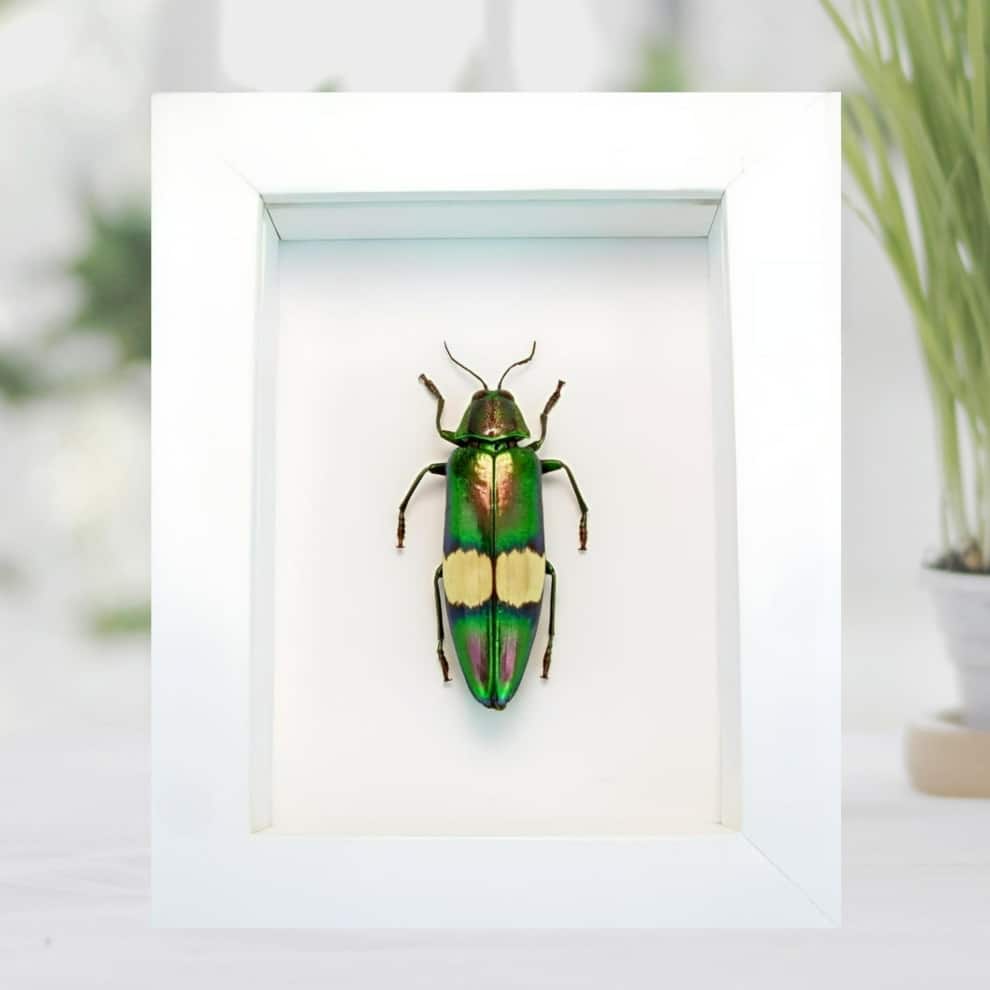 Metallic Jewel Beetle Chrysochroa saundersii Framed Taxidermy Vibrant White Display