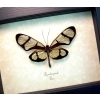 Thyridia psidii Framed Glasswing Butterfly Taxidermy Display