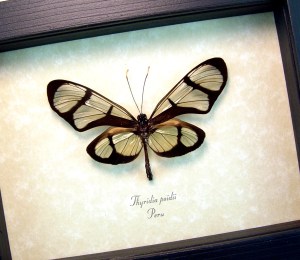 Thyridia psidii Framed Glasswing Butterfly Taxidermy Display