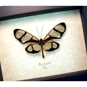 Thyridia psidii Framed Glasswing Butterfly Taxidermy Display