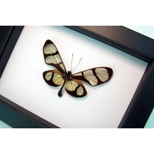 Thyridia psidii Framed Glasswing Butterfly Classic Black Display