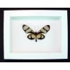 Thyridia psidii Framed Glasswing Butterfly Vibrant White Display