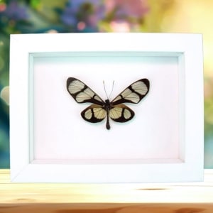 Thyridia psidii Framed Glasswing Butterfly Taxidermy Vibrant White Display