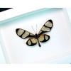 Thyridia psidii Framed Glasswing Butterfly Vibrant White Display