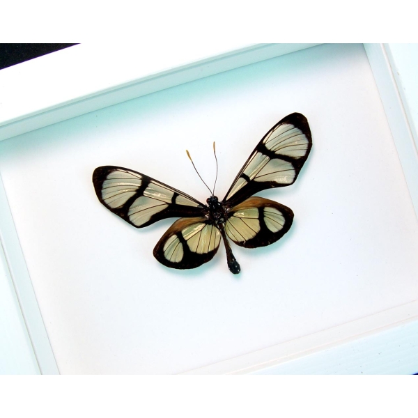 Thyridia psidii Framed Glasswing Butterfly Vibrant White Display