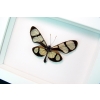 Thyridia psidii Framed Glasswing Butterfly Vibrant White Display