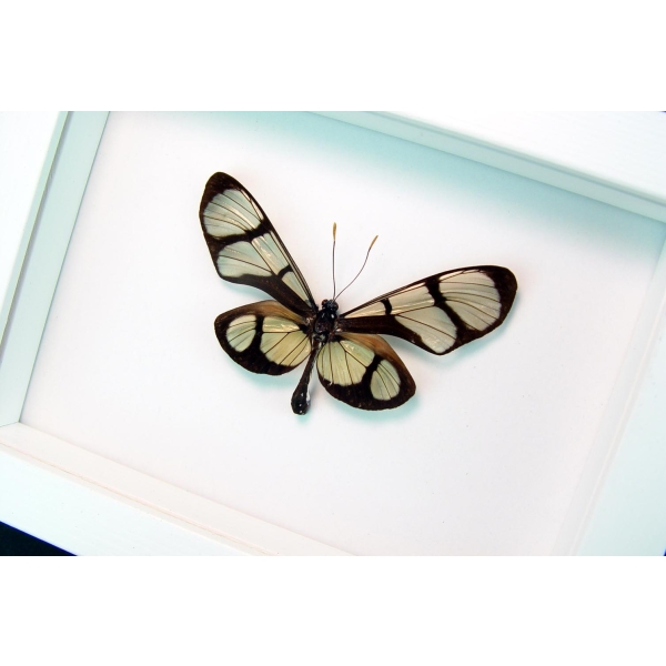 Thyridia psidii Framed Glasswing Butterfly Vibrant White Display