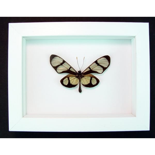Thyridia psidii Framed Glasswing Butterfly Vibrant White Display