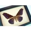 Thysania agrippina Verso White Witch Moth Framed Taxidermy Display