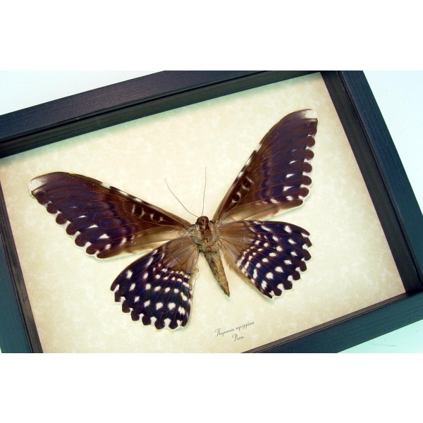 Thysania agrippina Verso White Witch Moth Framed Taxidermy Display