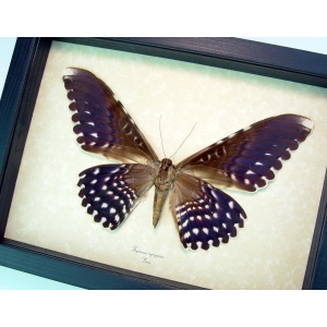 Thysania agrippina verso White Witch Moth Framed Giant Moth 8" Wide Wingspan ooak