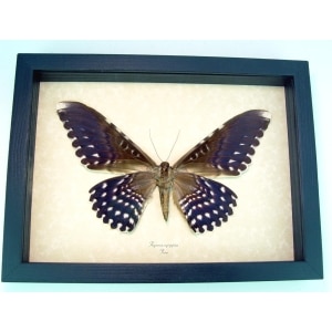 Thysania agrippina Verso White Witch Moth Framed Taxidermy Display