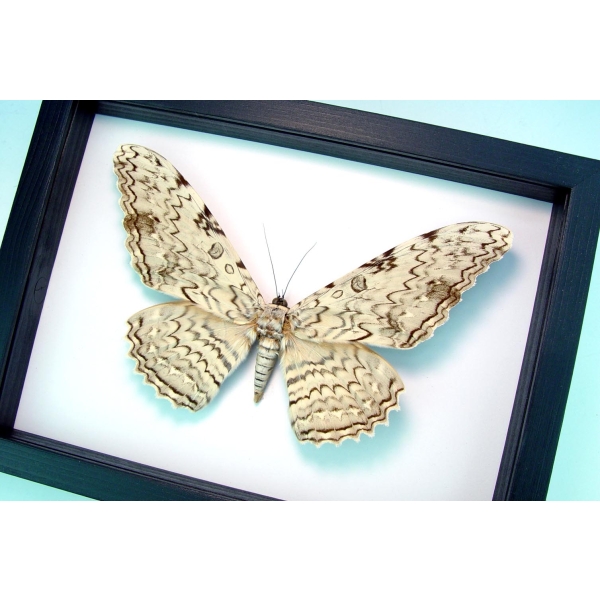 thysania-agrippina-white-witch-moth-classic-black-display