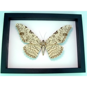 thysania-agrippina-white-witch-moth-classic-black-display