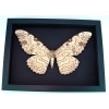 Thysania agrippina White Witch Moth Framed Giant Moth 8" Wide Wingspan Taxidermy Moonlight Display