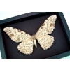 Thysania agrippina White Witch Moth Framed Giant Moth 8" Wide Wingspan Taxidermy Moonlight Display