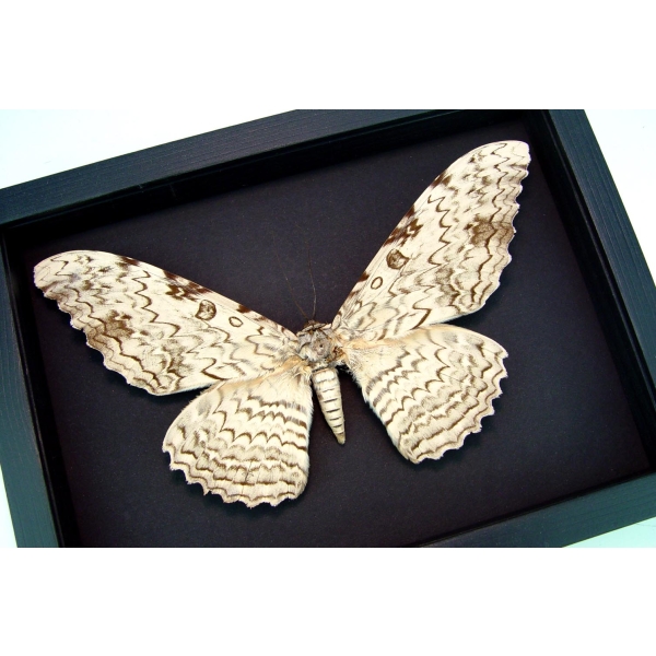 Thysania agrippina White Witch Moth Framed Giant Moth 8" Wide Wingspan Taxidermy Moonlight Display