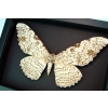 Thysania agrippina White Witch Moth Framed Giant Moth 8" Wide Wingspan Taxidermy Moonlight Display