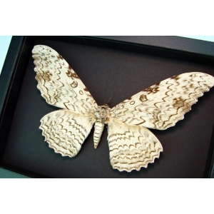 Thysania agrippina White Witch Moth Framed Giant Moth 8" Wide Wingspan Taxidermy Moonlight Display