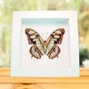 Green Malachite Butterfly Framed Victorina stelenes Verso Vibrant White Display