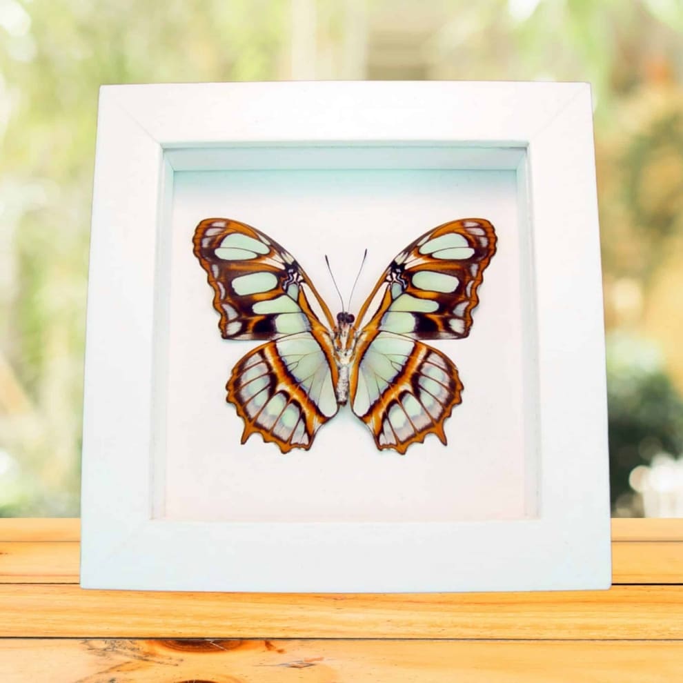 Green Malachite Butterfly Framed Victorina stelenes Verso Vibrant White Display