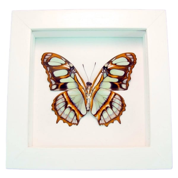 victorina stelenes verso vibrant white