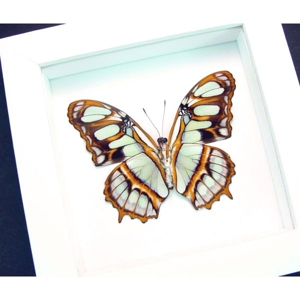 Malachite Butterfly Framed Victorina stelenes Vibrant White Display