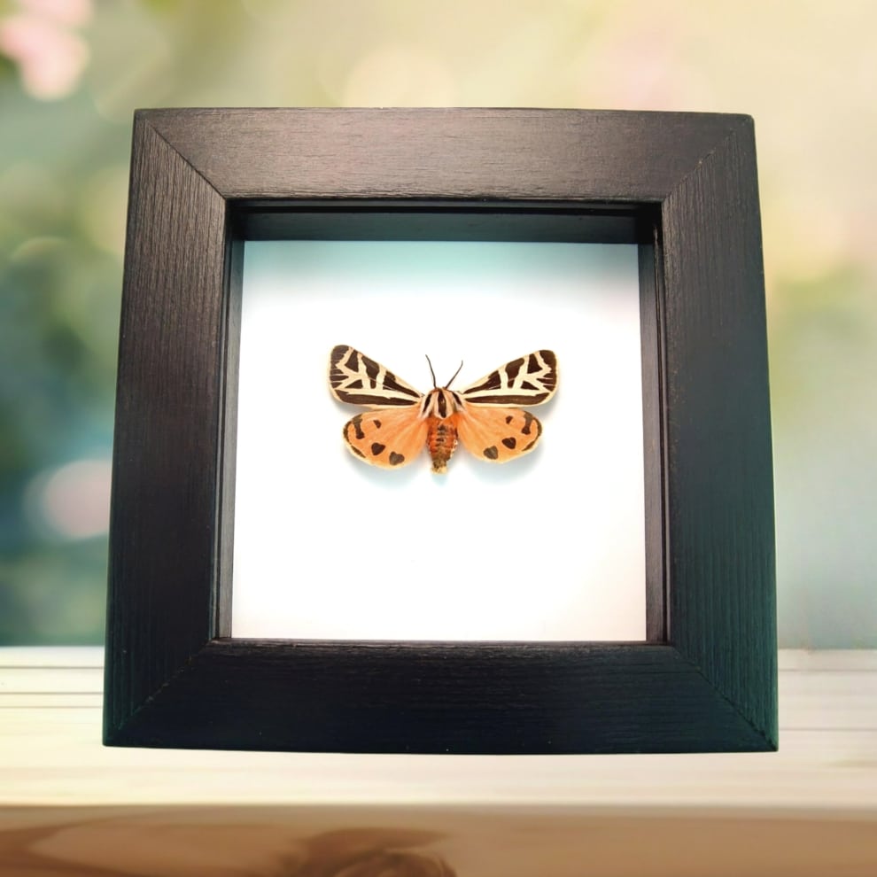 Framed Virgin Tiger Moth Apantesis virgo Classic Black Display