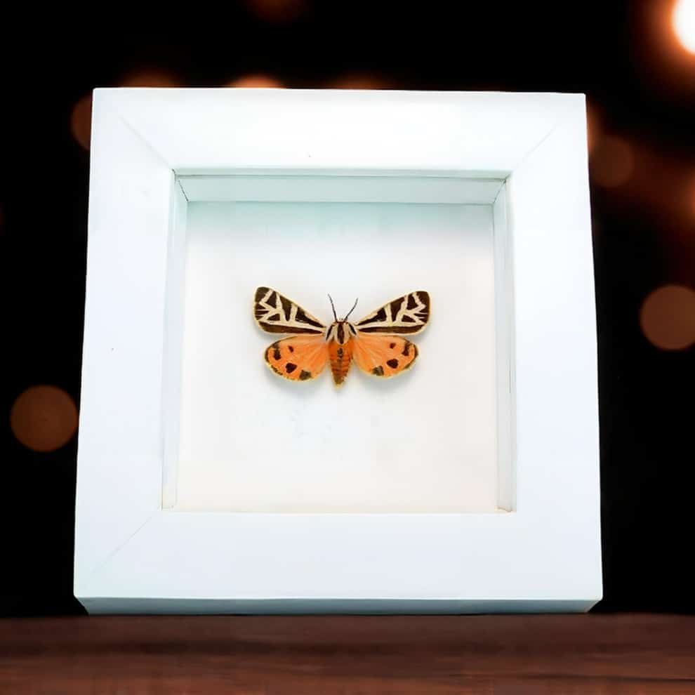 Framed Virgin Tiger Moth Apantesis virgo Vibrant White Display