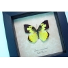 Zerene cesonia Female Southern Dogface Butterfly Framed Taxidermy Display