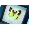 Zerene cesonia Female Southern Dogface Butterfly Framed Taxidermy Display