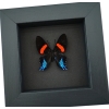 Ancyluris Miranda Frilled Majestic Butterfly Framed Taxidermy Moonlight Display