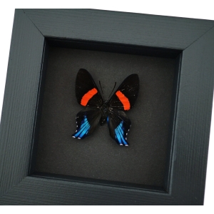 Ancyluris Miranda Frilled Majestic Butterfly Framed Taxidermy Moonlight Display