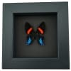 Ancyluris Miranda Frilled Majestic Butterfly Framed Taxidermy Moonlight Display