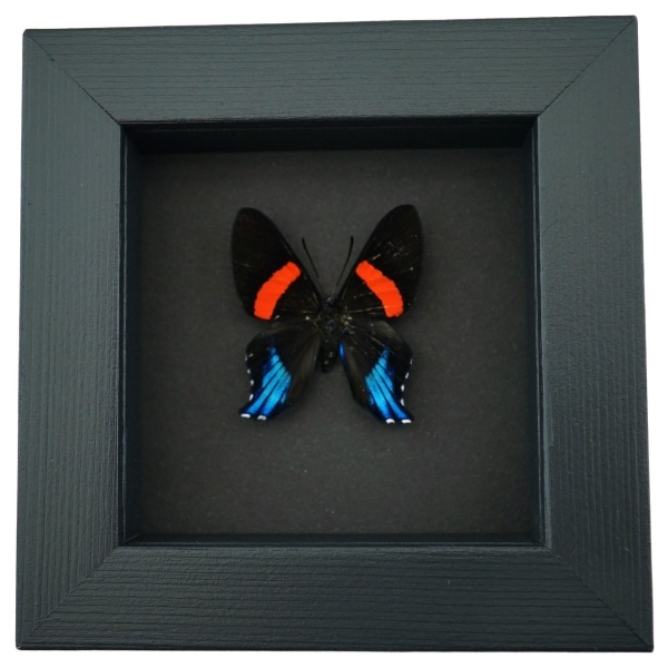 Ancyluris Miranda Frilled Majestic Butterfly Framed Taxidermy Moonlight Display