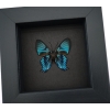 Ancyluris inca miranda Metallic Blue Framed Butterfly Taxidermy Moonlight Display