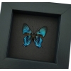 Ancyluris inca miranda Metallic Blue Framed Butterfly Taxidermy Moonlight Display