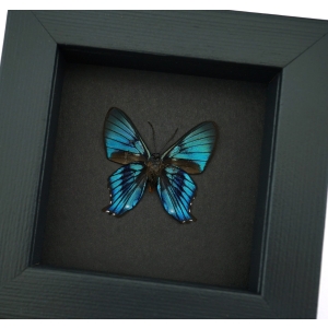 Ancyluris inca miranda Metallic Blue Framed Butterfly Taxidermy Moonlight Display