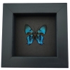 Ancyluris inca miranda Metallic Blue Framed Butterfly Taxidermy Moonlight Display