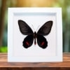 Black Red Framed Butterfly Atrophaneura Dixoni Verso Vibrant White Display