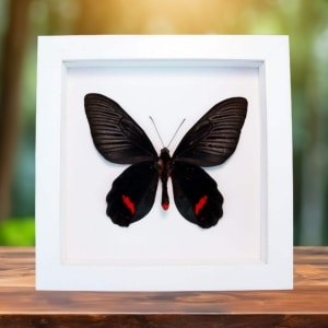 Black Red Framed Butterfly Atrophaneura Dixoni Verso Vibrant White Display