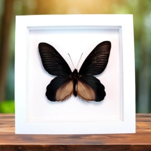 Giant Black Framed Butterfly Atrophaneura Dixoni Vibrant White Display