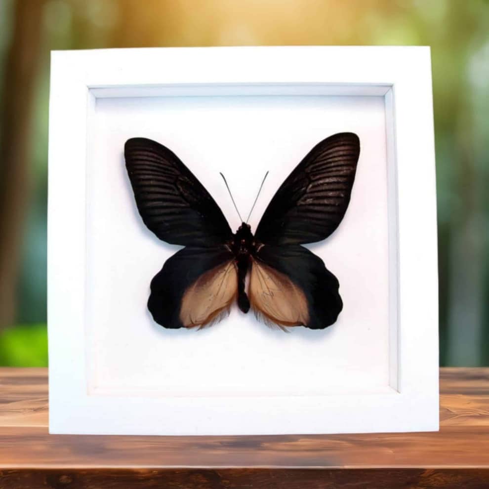 Giant Black Framed Butterfly Atrophaneura Dixoni Vibrant White Display