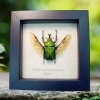 Real Framed Green Gold Flying African Beetle Eudicella morgani Taxidermy Display