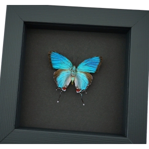 Evenus Regalis Regal Hairstreak Framed Blue Butterfly Moonlight Display