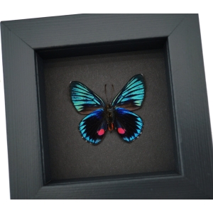 Necyria Duellona verso Metallic Blue Butterfly Framed Taxidermy Moonlight Display