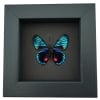 Necyria Duellona verso Metallic Blue Butterfly Framed Taxidermy Moonlight Display